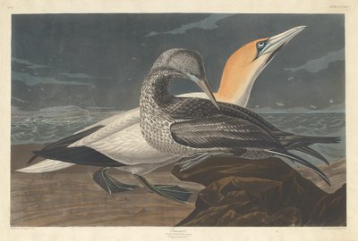 Suula tekijältä Robert Havell after John James Audubon