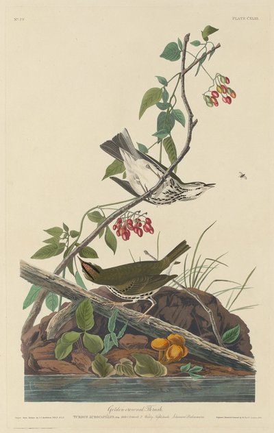Kultakruunuinen rastas tekijältä Robert Havell after John James Audubon
