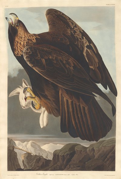 kultainen kotka tekijältä Robert Havell after John James Audubon