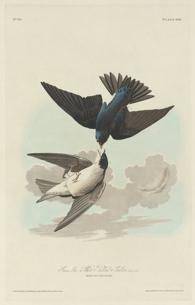 Vihreänsininen tai valkovatsainen pääskynen tekijältä Robert Havell after John James Audubon