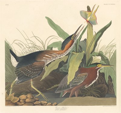 Vihreä harmaahaikara tekijältä Robert Havell after John James Audubon