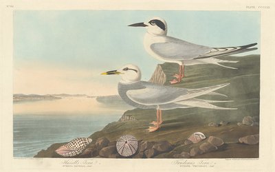 Havellin tiira ja Trudeaun tiira tekijältä Robert Havell after John James Audubon
