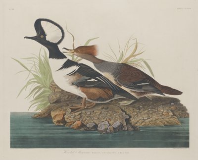Hupullinen Merganser tekijältä Robert Havell after John James Audubon
