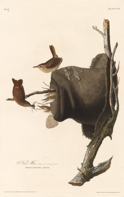 House Wren tekijältä Robert Havell after John James Audubon
