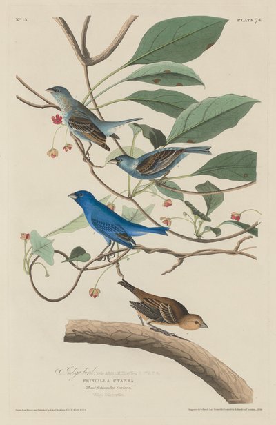 Indigo lintu tekijältä Robert Havell after John James Audubon