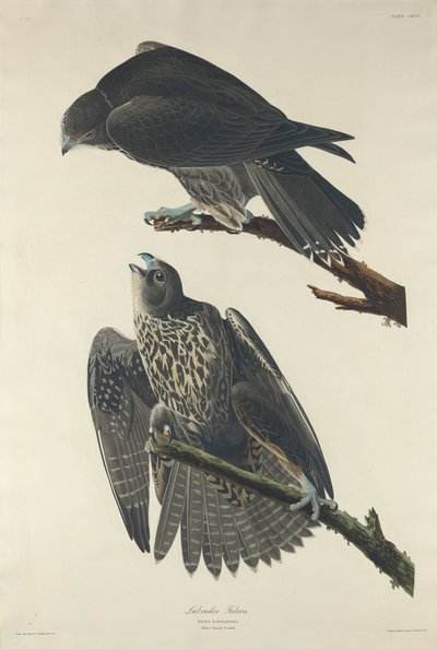 Labradorin haukka tekijältä Robert Havell after John James Audubon