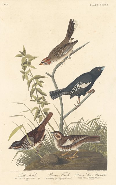 Lark Finch, Prairie Finch ja Brown Song Sparrow tekijältä Robert Havell after John James Audubon