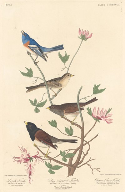 Lazulipeippo, savenvärinen peippo ja Oregon Snow Finch tekijältä Robert Havell after John James Audubon