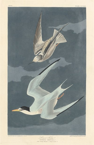 Pikkutiira tekijältä Robert Havell after John James Audubon
