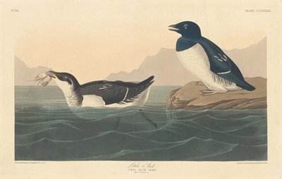 Pikku Auk tekijältä Robert Havell after John James Audubon