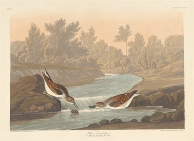 Pikku Sandpiper tekijältä Robert Havell after John James Audubon