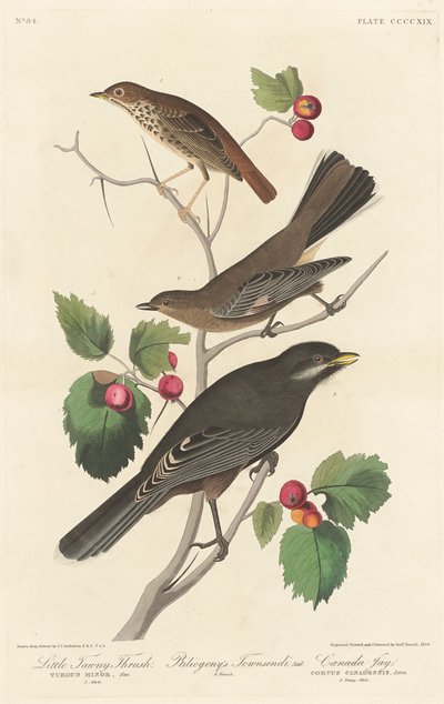 Pieni ruskea rastas tekijältä Robert Havell after John James Audubon