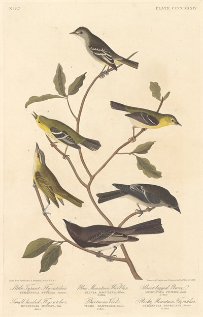 Picamosques petit tirà, papamosques de cap petit, curruca de les muntanyes blaves, vireo de Bartram, peewee de potes curtes i atrapamosques de les muntanyes rocoses finès tekijältä Robert Havell after John James Audubon