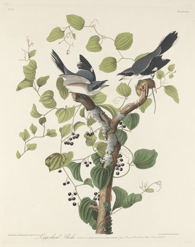 Loggerhead Shrike tekijältä Robert Havell after John James Audubon