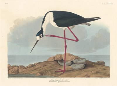 Pitkäjalkainen Avocet tekijältä Robert Havell after John James Audubon