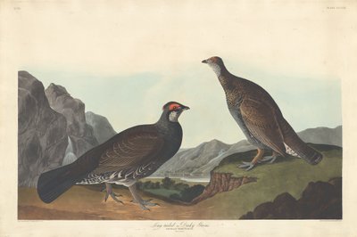 Pitkähäntäinen tai Dusky Grouse tekijältä Robert Havell after John James Audubon