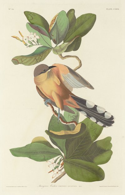 Mangrove-käki tekijältä Robert Havell after John James Audubon
