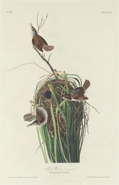 Marsh Wren tekijältä Robert Havell after John James Audubon
