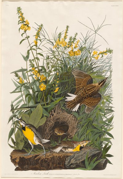 Meadow Lark tekijältä Robert Havell after John James Audubon
