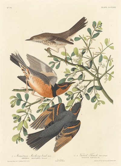 Vuoripilkkalintu ja monimuotoinen rastas tekijältä Robert Havell after John James Audubon