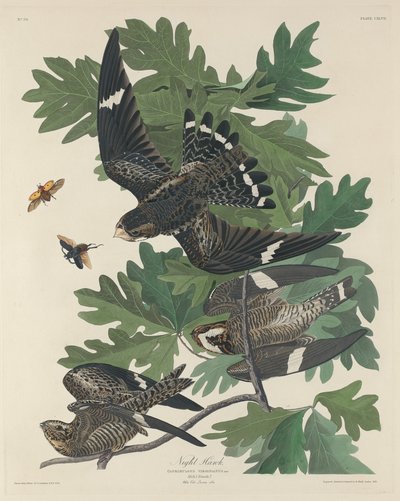 Night Hawk tekijältä Robert Havell after John James Audubon