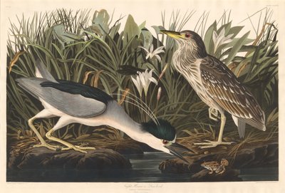 Night Heron tai Qua lintu tekijältä Robert Havell after John James Audubon