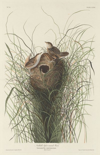 Nuttallin Lesser Marsh Wren tekijältä Robert Havell after John James Audubon