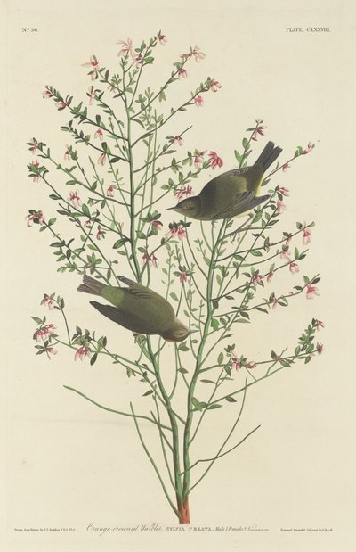 Oranssikruunuinen parta tekijältä Robert Havell after John James Audubon