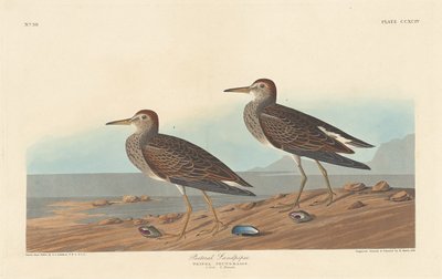 Pectoral Sandpiper tekijältä Robert Havell after John James Audubon