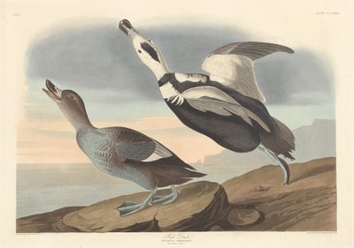 Pied ankka tekijältä Robert Havell after John James Audubon
