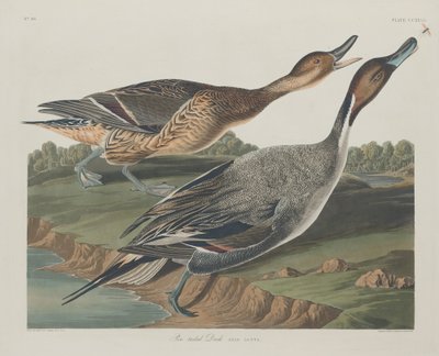 Pin-Tailed Duck tekijältä Robert Havell after John James Audubon
