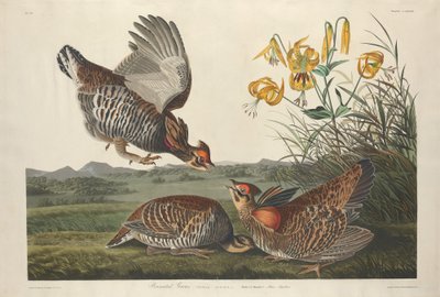 Pinnat Grousfinnish tekijältä Robert Havell after John James Audubon