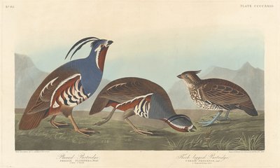Plumbed Partridge ja paksujalkainen pelto tekijältä Robert Havell after John James Audubon