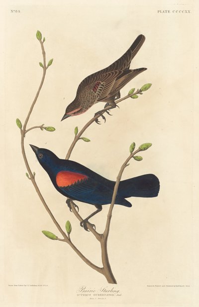 Prairie Starling tekijältä Robert Havell after John James Audubon