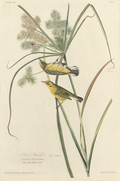 Prairie Warbler tekijältä Robert Havell after John James Audubon