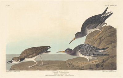 Purple Sandpiper tekijältä Robert Havell after John James Audubon