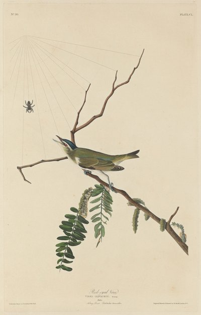 Punasilmäinen Vireo tekijältä Robert Havell after John James Audubon