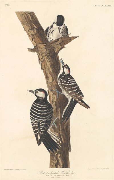 Punakukkitikka tekijältä Robert Havell after John James Audubon
