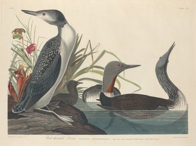 Punakurkainen sukeltaja tekijältä Robert Havell after John James Audubon