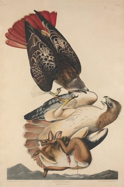 Red Tailed Hawk tekijältä Robert Havell after John James Audubon