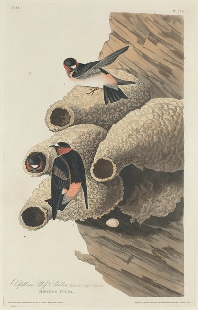 Republikaani Cliff Swallow tekijältä Robert Havell after John James Audubon