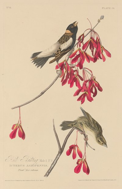 Rice Bunting tekijältä Robert Havell after John James Audubon