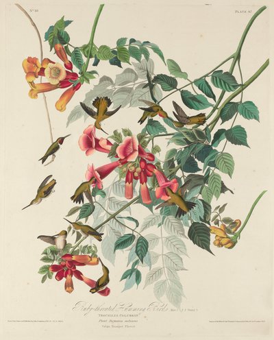 Rubiinikurkku Hummingbird tekijältä Robert Havell after John James Audubon