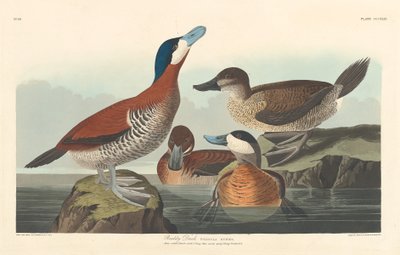 Ruddy Duckfinnish tekijältä Robert Havell after John James Audubon