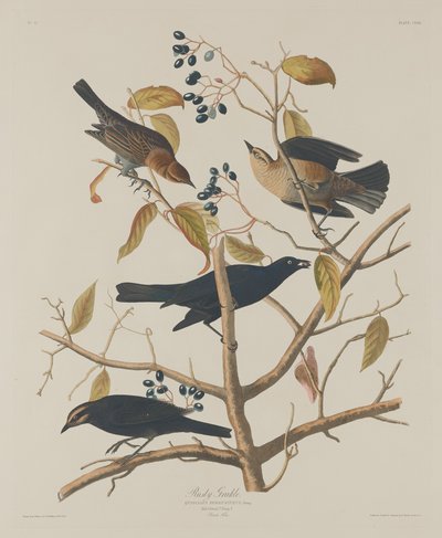 Ruosteinen Grakle tekijältä Robert Havell after John James Audubon