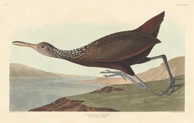 Scolopaceus Courlan tekijältä Robert Havell after John James Audubon