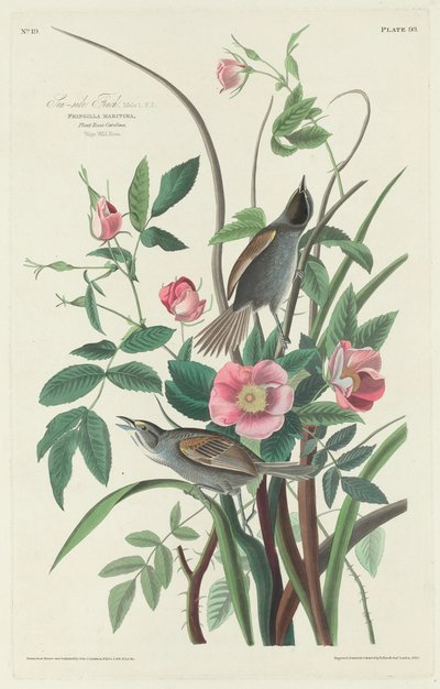 Merenpuoleinen peippo tekijältä Robert Havell after John James Audubon