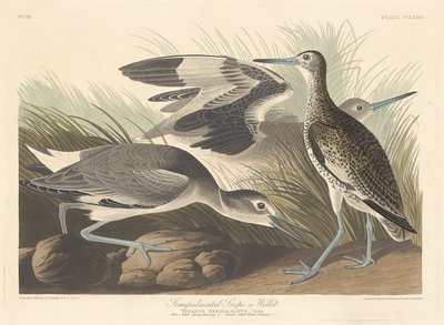 Puolipalmoitu Snipe tai Willet tekijältä Robert Havell after John James Audubon