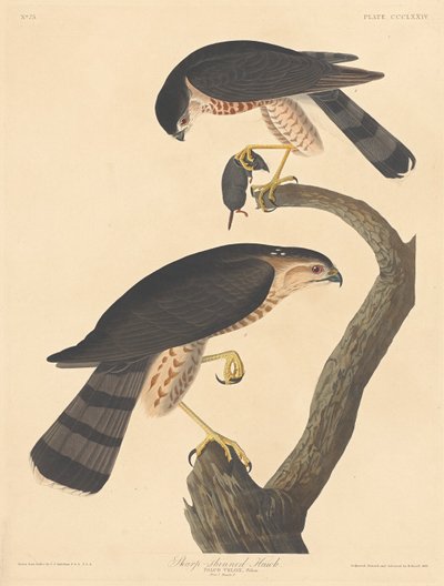 Teräväkärkinen Hawk tekijältä Robert Havell after John James Audubon
