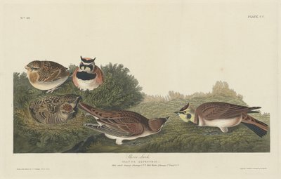 Tunturikiuru tekijältä Robert Havell after John James Audubon